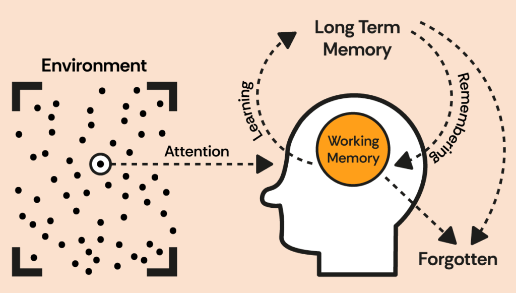 Learning Memory Change Why Your Child Forgets What They Learn at School and How You Can Help ...